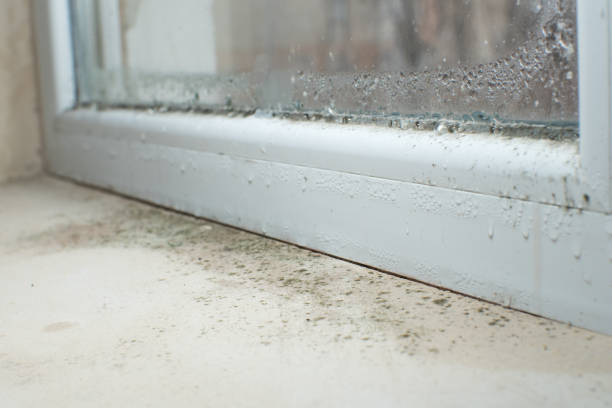 Trusted Whiteland, IN Mold Removal Experts